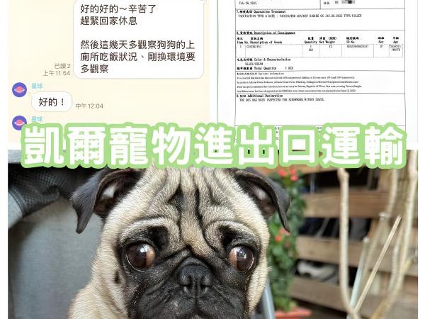 2025/02/20『美國』巴哥犬陪主人一起移民美國啦~~~~~